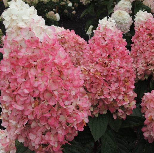 HYDRANGEA P RUBY SNOW G3 WF