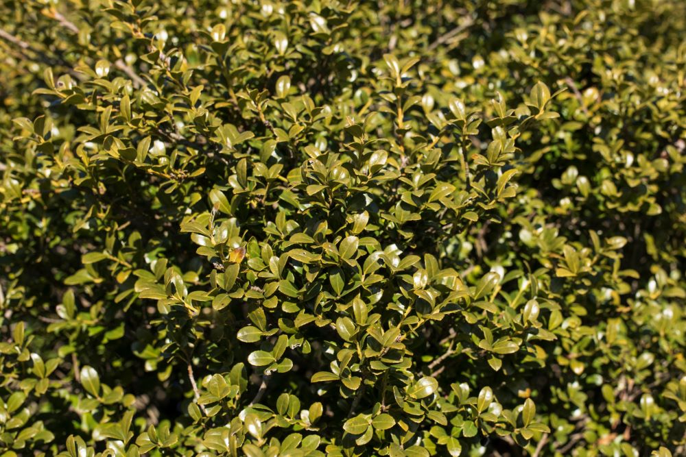 Chilly Willy Japanese Holly (ILEX C. WINTERSCAPE CHILLY WILLY) - 3 gallon 15&quot;