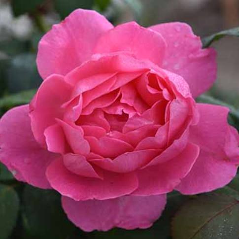Rose True Bloom™ Inspiration (ROSE TRUE BLOOM™ INSPIRATION) - 2 gallon