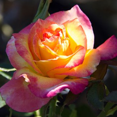 Rose True Bloom™ Sincerity (ROSE TRUE BLOOM™ SINCERITY) - 2 gallon