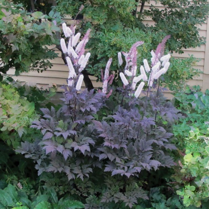 Hillside Black Beauty Bugbane (CIMICIFUGA R. HILLSIDE BLACK BEAUTY) - 1 gallon