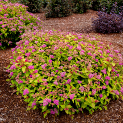 SPIRAEA JAP.  RAINBOW FIZZ G2 BE