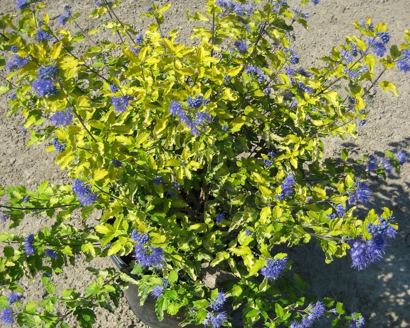Sunshine Blue® II Bluebeard (CARYOPTERIS SUNSHINE BLUE® II) - 2 gallon 12&quot;