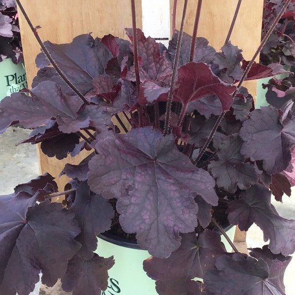 Northern Exposure™ Black Coral Bells (HEUCHERA NORTHERN EXP. BLACK)