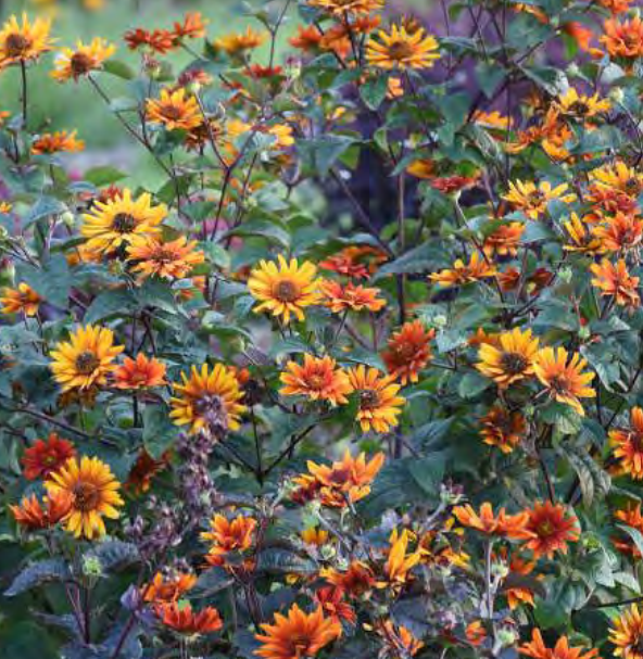 False Sunflower (HELIOPSIS H. BURNING HEARTS) - 1 gallon