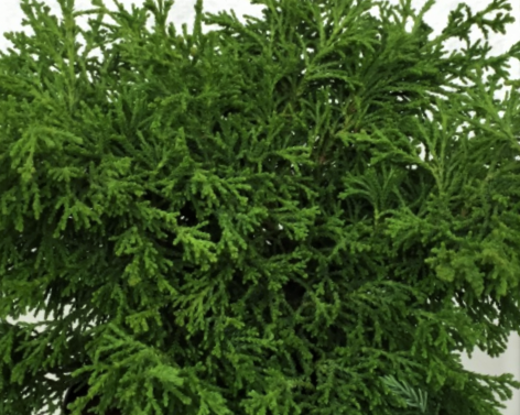 Torulosa Hinoki Falsecypress (CHAM. OBTUSA TORULOSA) - 3 gallon 15&quot;