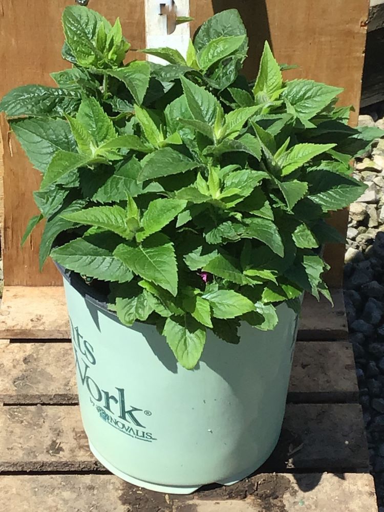 Pocahontas Pink Bee Balm (MONARDA POCAHONTAS PINK) - 1 gallon