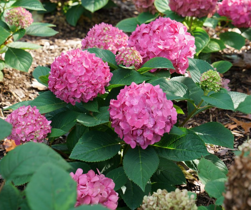 HYDRANGEA M. LETS DANCE ARRIBA®  G3 PW