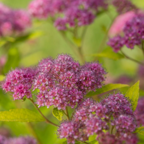 SPIRAEA JAP.  &
