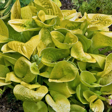 Maui Buttercups Hosta (HOSTA MAUI BUTTERCUPS) - 1 gallon