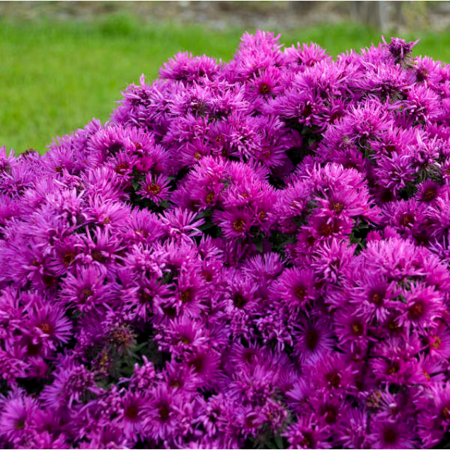 Pink Crush New England Aster (ASTER PINK CRUSH) - 1 gallon