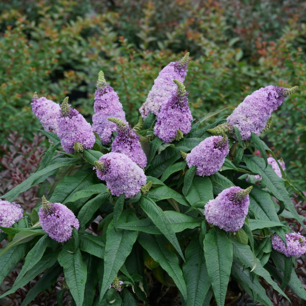 Pugster® Amethyst Butterfly Bush (BUDDLEIA PUGSTER® AMETHYST) - 3 gallon