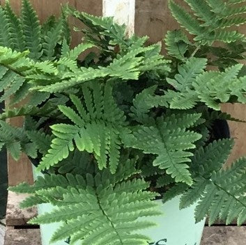 Beautiful Wood Fern (FERN -BEAUTIFUL WOOD) - 1 gallon