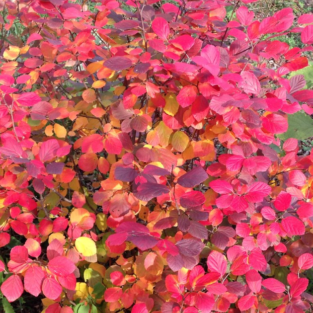 Legend Of The Fall® Bottlebrush (FOTHERGILLA X.I. LEGEND OF THE FALL) - 2 gallon