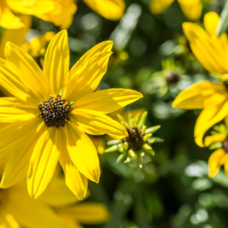 Willowleaf Sunflower (HELIANTHUS AUTUMN GOLD)