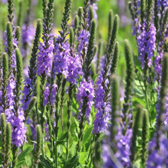 Hoary verbena (VERBENA STRICTA) - 1 gallon
