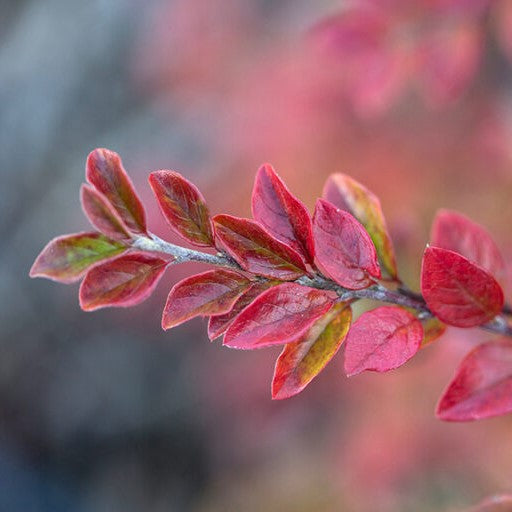 Autumn Inferno® Cotoneaster (COTONEASTER AUTUMN INFERNO) - 3 gallon 18&quot;