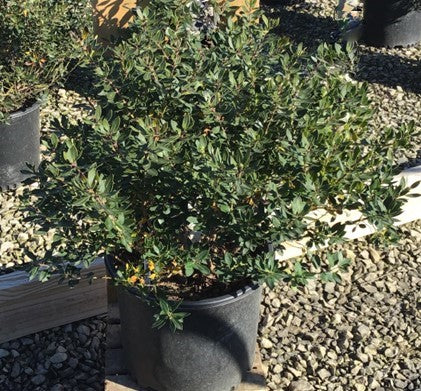 Forever Emerald™ Inkberry (ILEX GLABRA FOREVER EMERALD) - 3 gallon 15&quot;