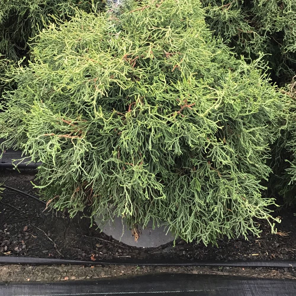 Contorta Hinoki Falsecypress (CHAM. OBTUSA CONTORTA) - 3 gallon 15&quot;