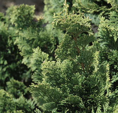 Wells Special Hinoki Cypress (CHAM. OBTUSA WELLS) - 3 gallon 18&quot;