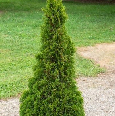 Emerald Petite Aborvitae (THUJA OCC. EMERALD PETITE) - 3 gallon 18&quot;