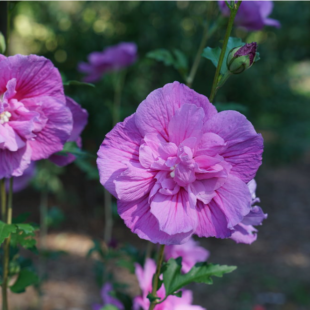 Dark Lavender Chiffon® Rose of Sharon (HIBISCUS S. DARK LAV. CHIFFON) - 3 gallon 18&quot;