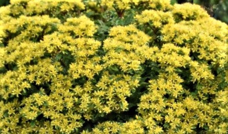 SEDUM ROCK &