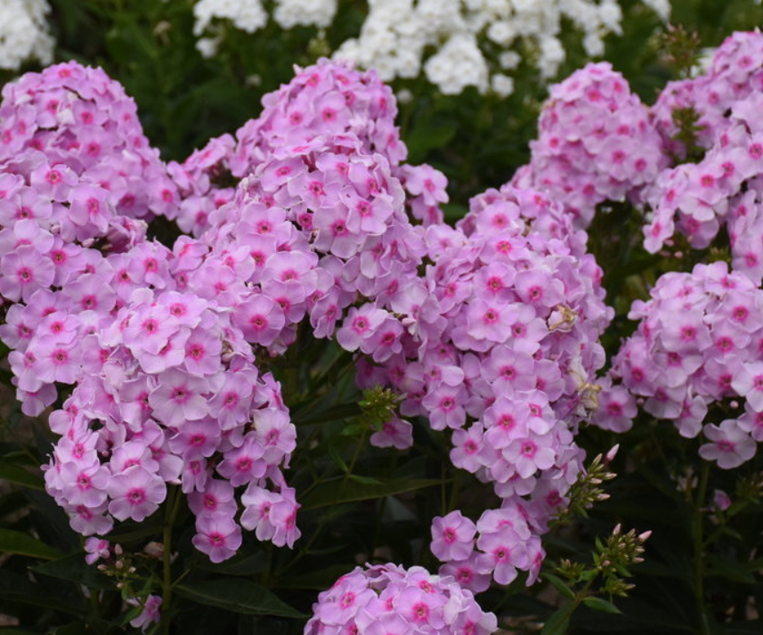 PHLOX PAN. &