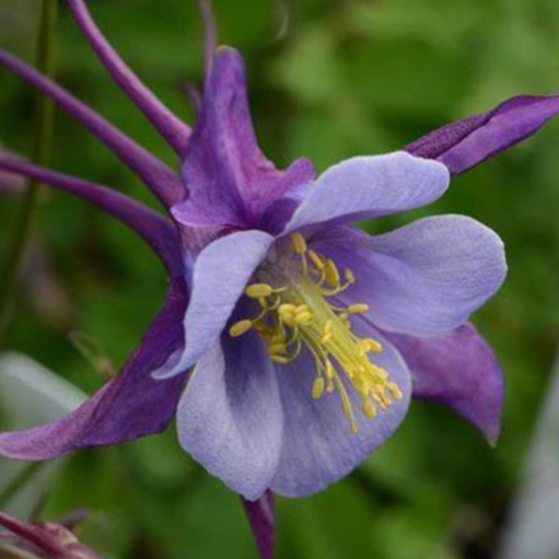 Purple Blue Colmbine (AQUILEGIA EARLYBIRD™ PURPLE BLUE) - 1 gallon