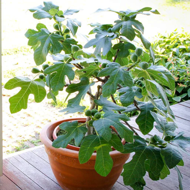 Compact Fig Tree (FICUS X. FIGNOMINAL) - 3 gallon 12&quot;