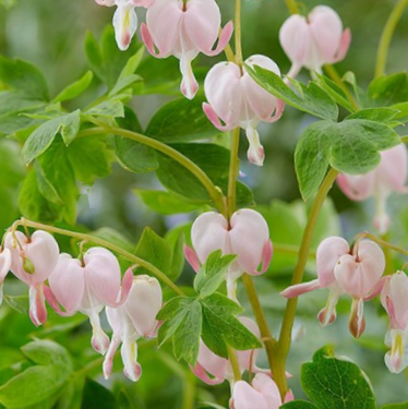 Pale Pink Bleeding Heart (DICENTRA SPEC. CUPID®) - 1 gallon