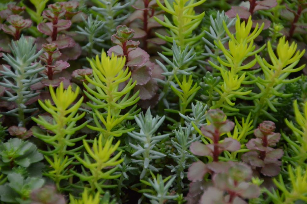 Flaming Carpet™ Catawba Stonecrop (SEDUM FLAMING CARPET CATAWBA) - 1 gallon