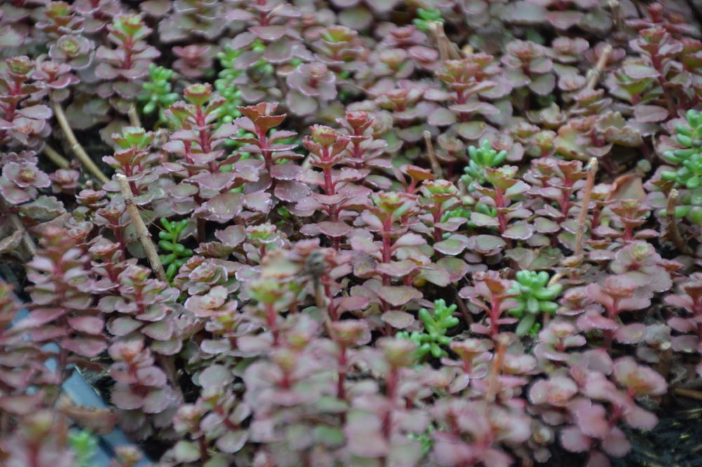SEDUM FLAMING CARPET MERLOT 19CM PTW
