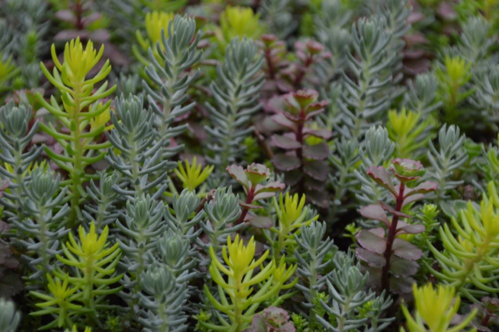 SEDUM FLAMING CARPET SANGRIA 19CM PTW