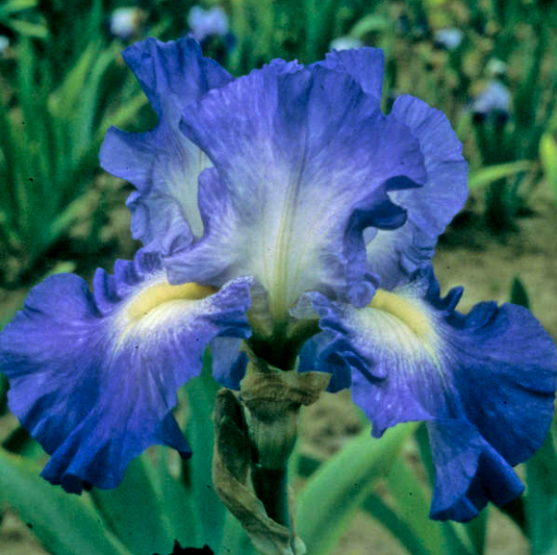City Lights Reblooming Bearded Iris (IRIS GERMANICA CITY LIGHTS) - 1 gallon