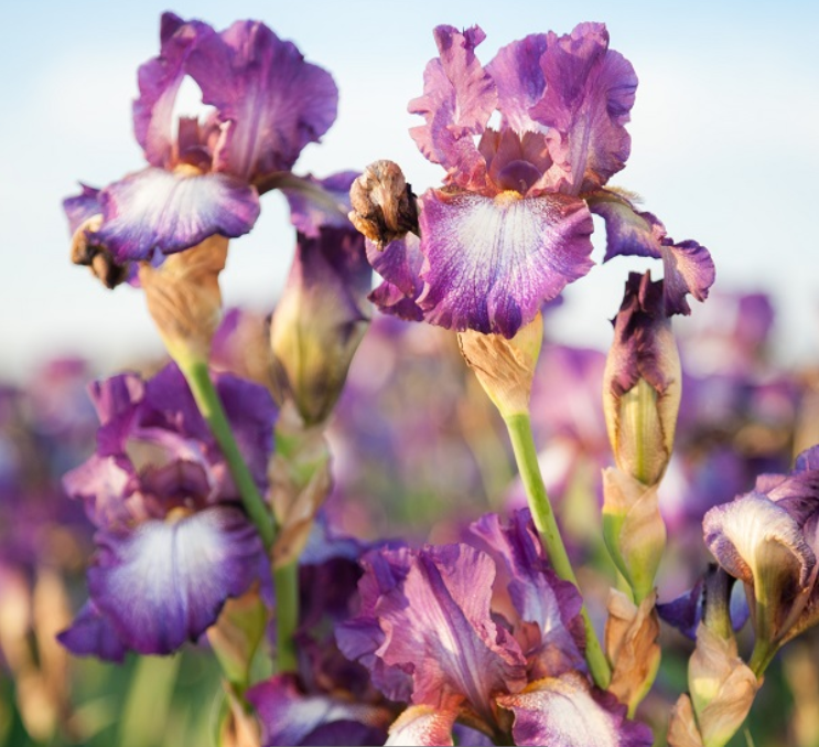 Iris Wine Festival (IRIS GERMANICA WINE FESTIVAL) - 1 gallon