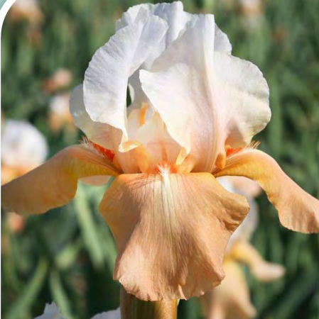 Invitation Bearded Iris (IRIS GERMANICA INVITATION) - 1 gallon