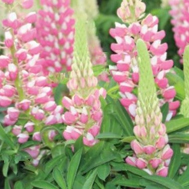Staircase™ Lupine Rose White (LUPINUS STAIRCASE™ ROSE &amp; WHITE) - 1.5 gallon