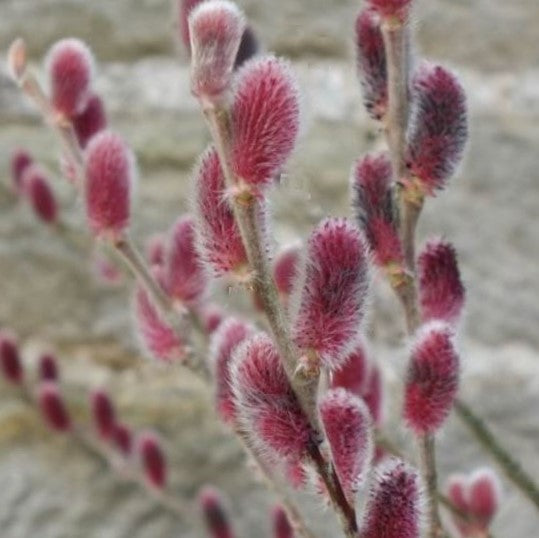 Mount Aso Pussy Willow
 (SALIX G. MOUNT ASO) - 3 gallon 15&quot;