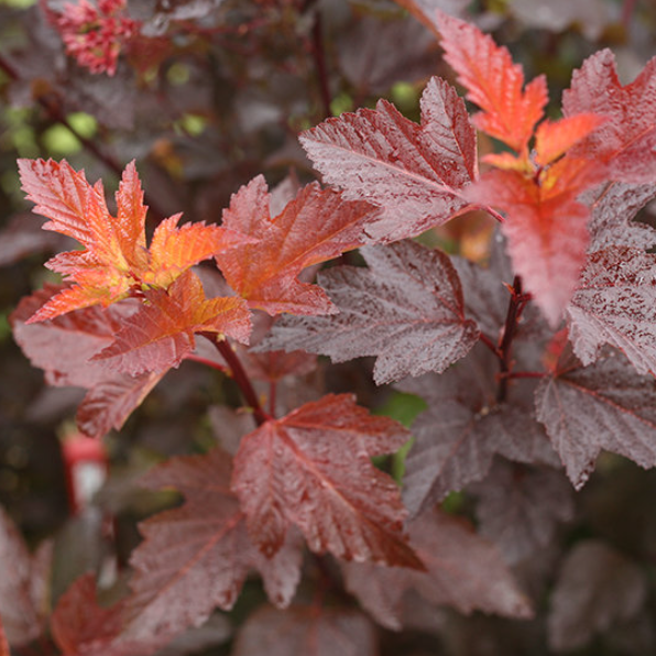 Ginger Wine® Ninebark (PHYSOCARPUS O. GINGER WINE) - 3 gallon 15&quot;
