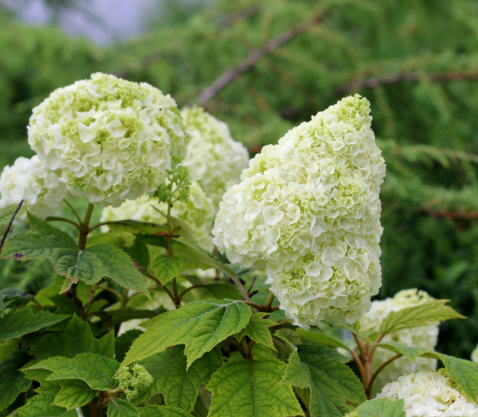 Gatsby Moon® Oakleaf hydrangea (HYDRANGEA QU. GATSBY MOON) - 3 gallon