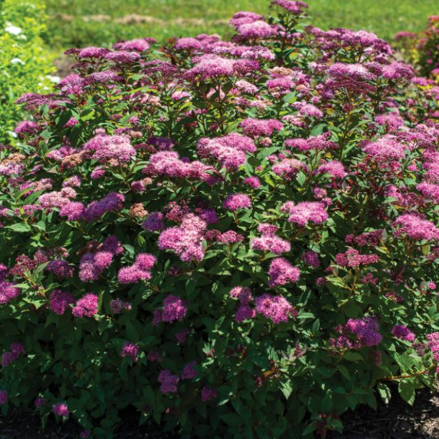 SPIRAEA EMPIRE ICE DRAGON G2 12&quot;