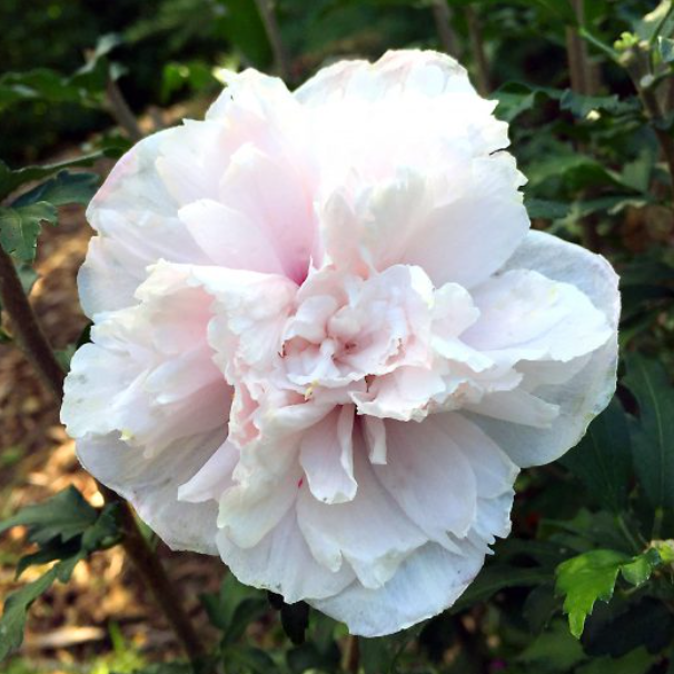 French Cabaret™ Blush Hibiscus (HIBISCUS SY. FRENCH CABARET™ BLUSH)