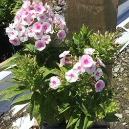 Flame® Pro Baby Doll Garden Phlox (PHLOX PAN. FLAME PRO BABYDOLL) - 1 gallon