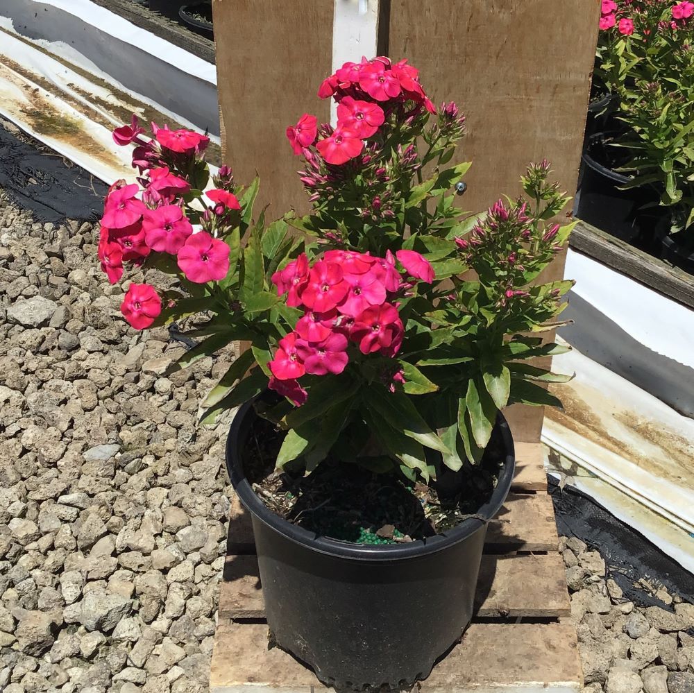Flame® Pro Cerise Garden Phlox (PHLOX PAN. FLAME® PRO CERISE) - 1 gallon