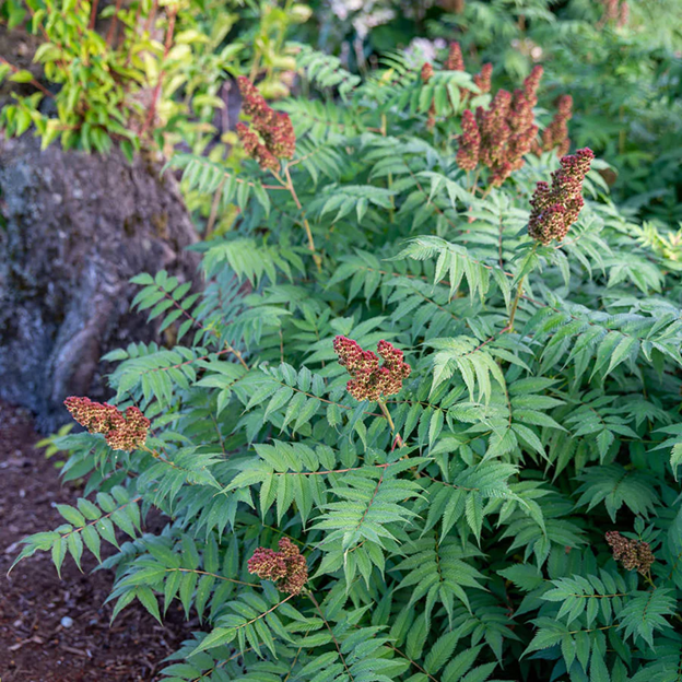 Cherry On Top® Sorbaria (SORBARIA  CHERRY ON TOP) - 2 gallon