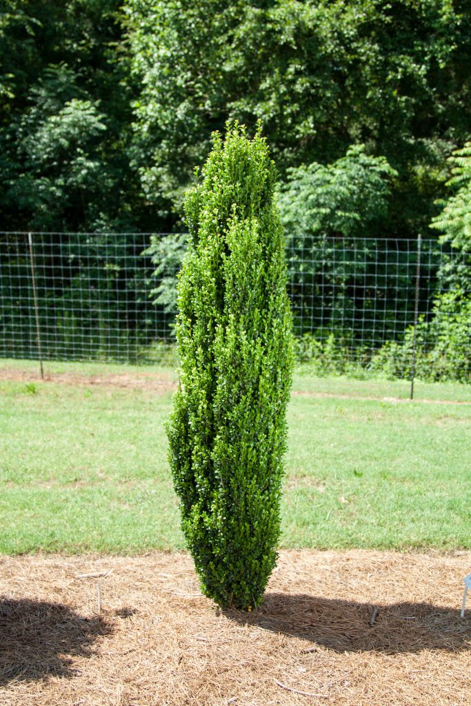 Straight &amp; Narrow® Japanese Holly (ILEX CRENATA STRAIGHT AND NARROW) - 3 gallon
