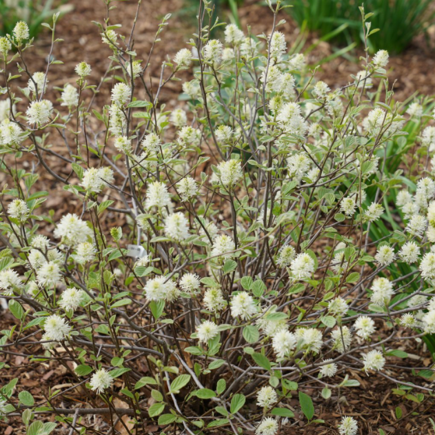 Legend of the Small® Bottlebrush (FOTHERGILLA X.I. LEGEND OF THE SMALL) - 3 gallon 15&quot;