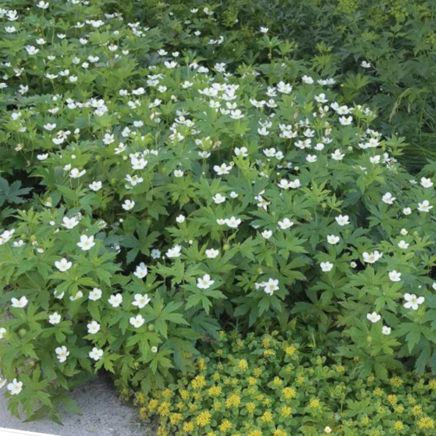 ANEMONE CANADENSIS G1 AB