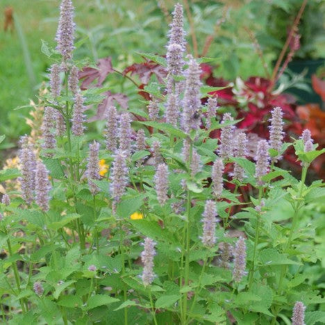 Anise Hyssop (AGASTACHE FOENICULUM) - 1 gallon